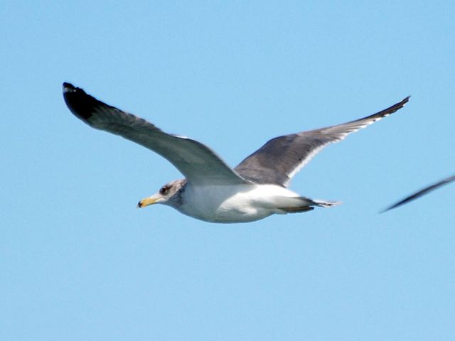 California Gull